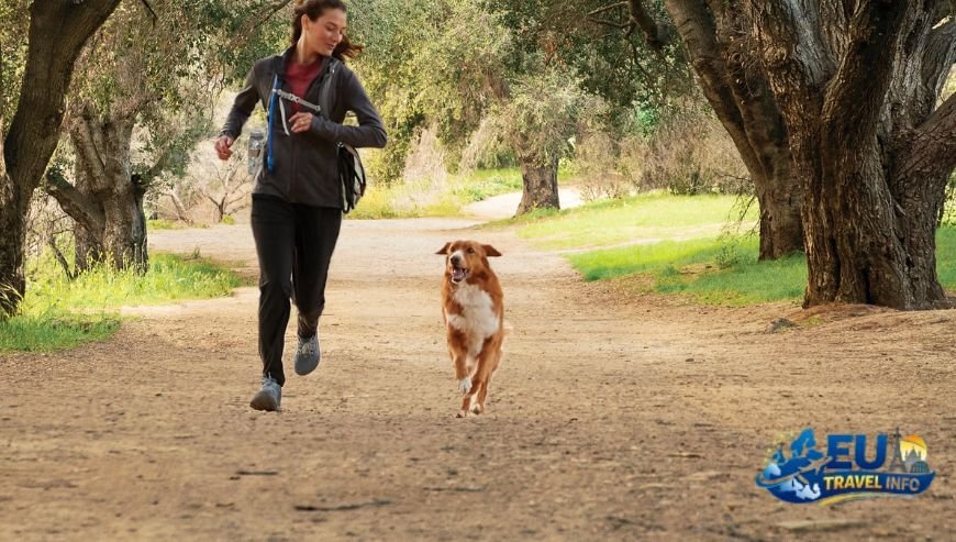 Getting Ready for Your Adventure dog