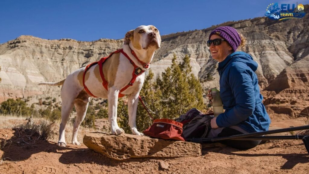 Getting Ready for Your Adventure dog