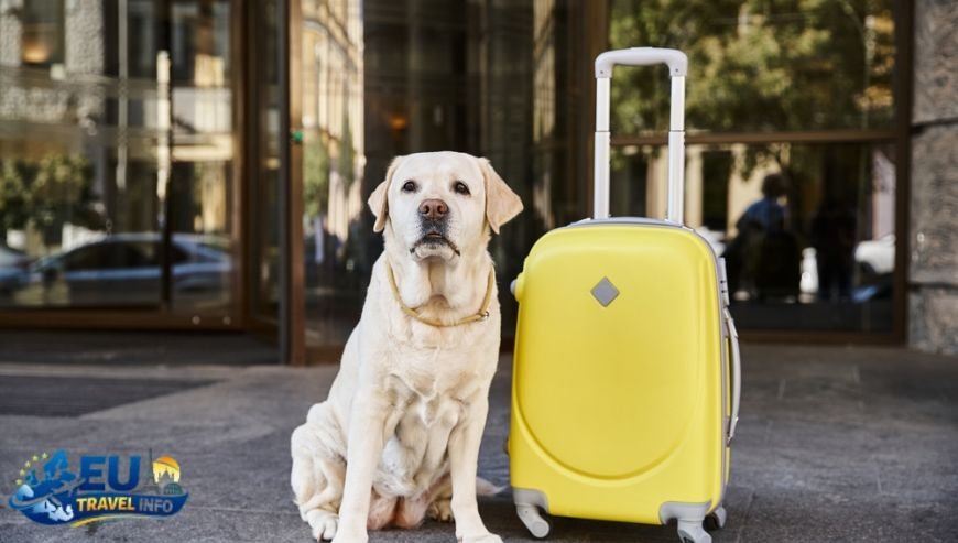 Getting Ready for Your European Adventure dog