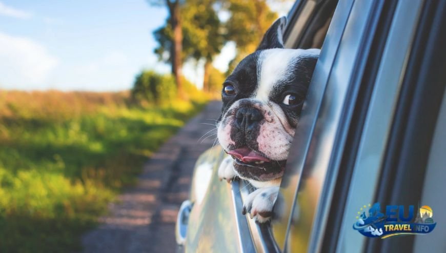 Getting Ready for Your Trip dog (1)