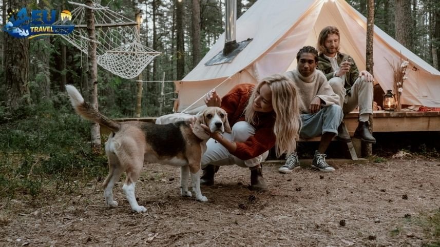 Getting Ready for the Adventure dog