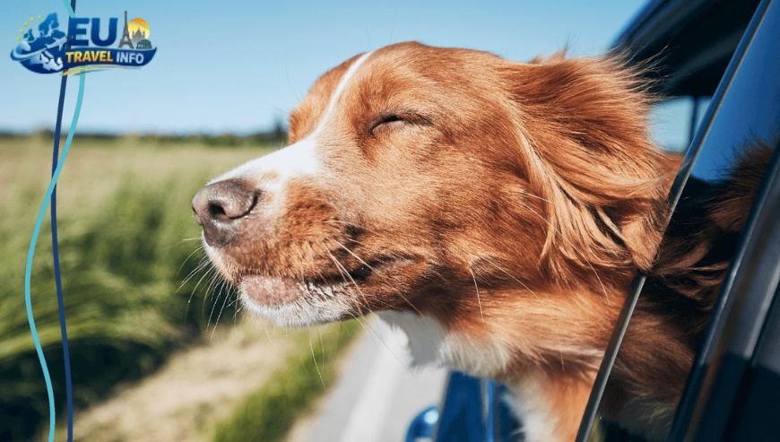 Getting Ready for the Big Trip dog (1)