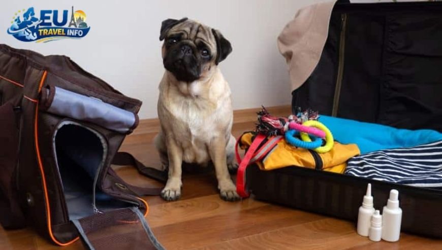 Getting Ready for the Trip dog (1)