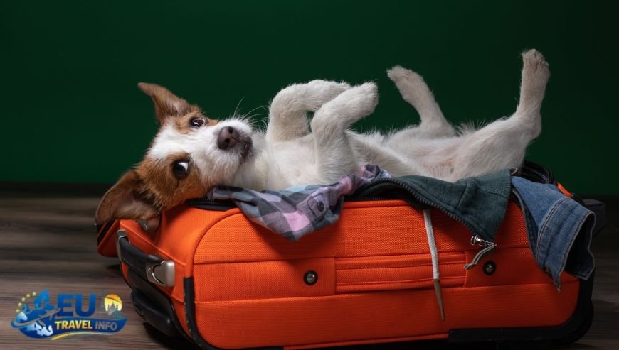 Getting Ready for the Trip dog