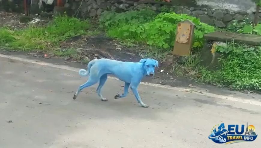 Getting There Across the Big Blue dog