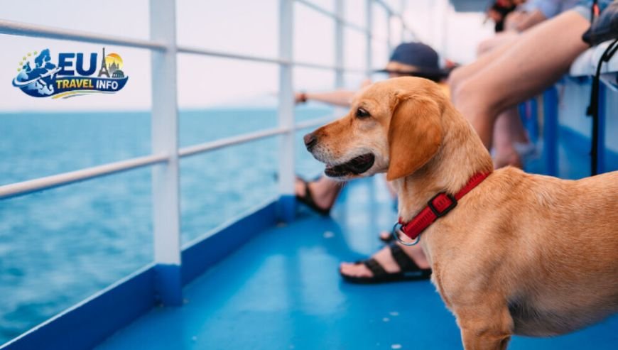 Getting There The Journey Across the Channel dog