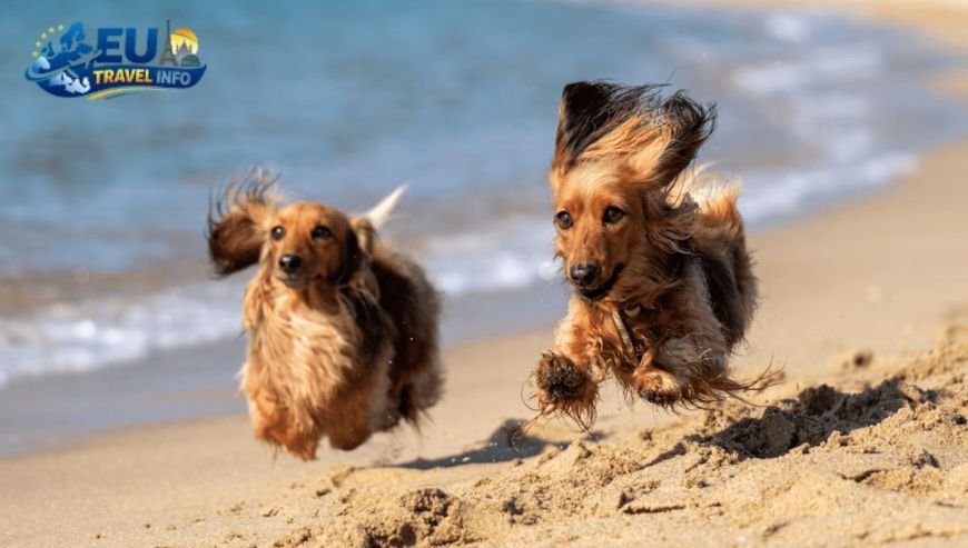 Getting There The Journey to the Coast dog