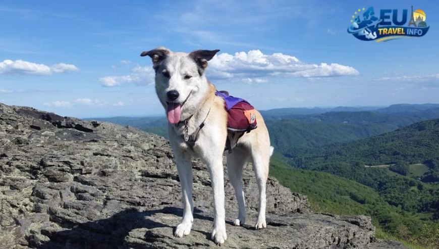 Getting There The Paperwork Trail dog
