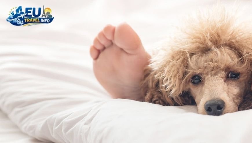 Getting There The Paws-port Experience