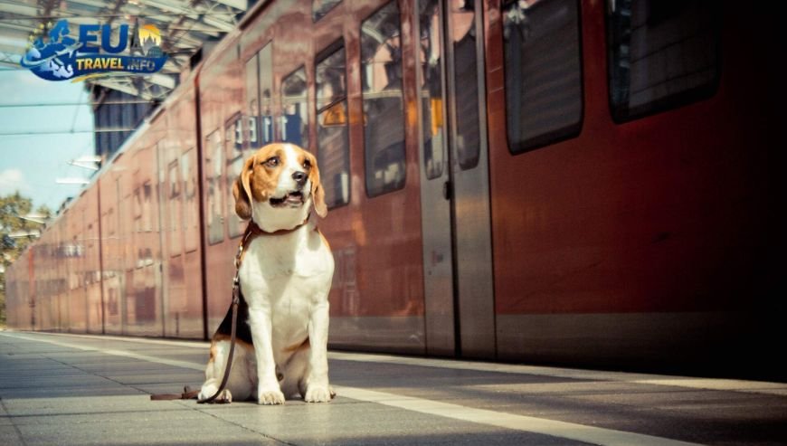 Getting There Trains and Plains dog