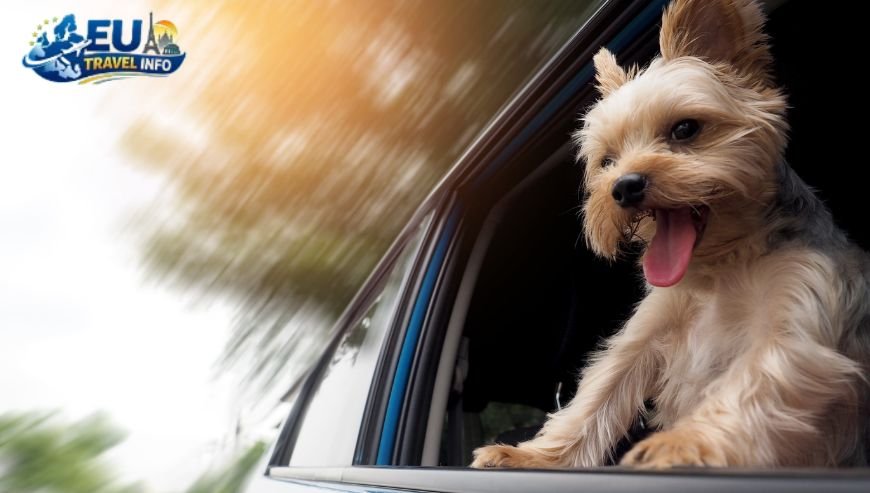 Getting There and Getting Around dog