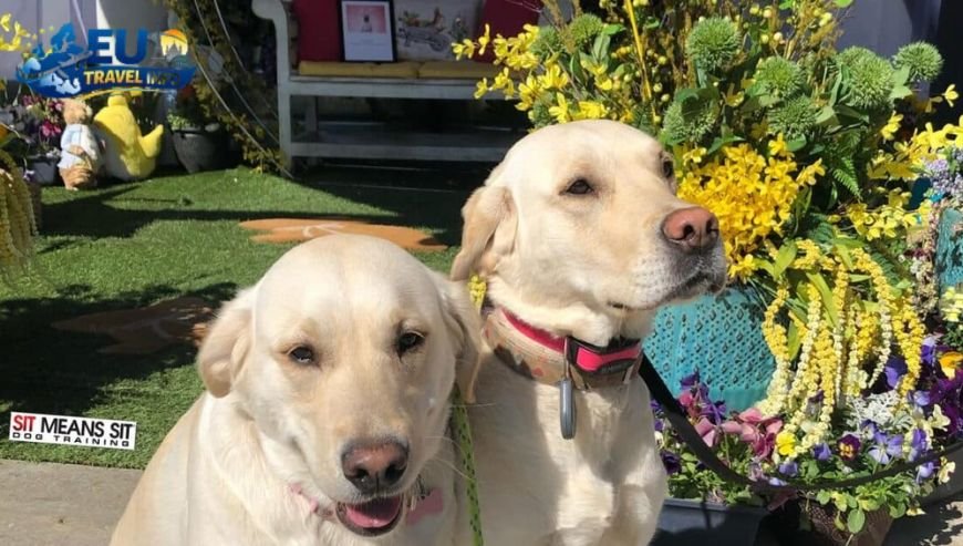 Getting There and the Basics dog