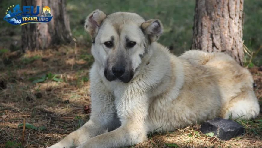 Getting Your Best Friend to the Armenian Highlands dog