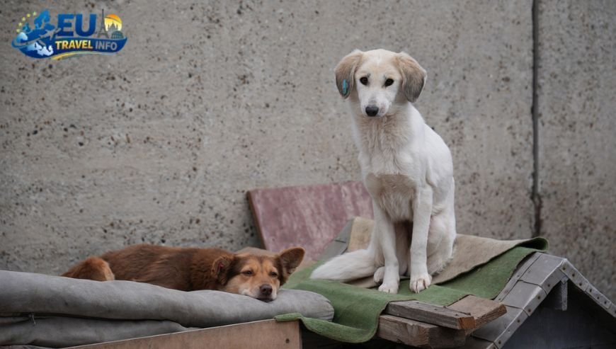 Getting Your Dog Into Moldova