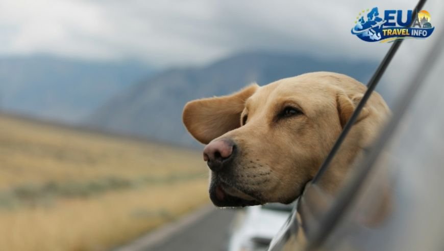 Getting Your Furry Friend Ready for the Trip