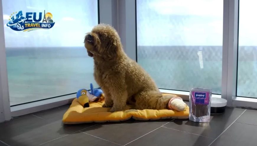 Getting Your Pooch Ready for the Big Trip