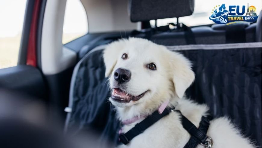 Getting Your Pup Ready for the Trip (1)