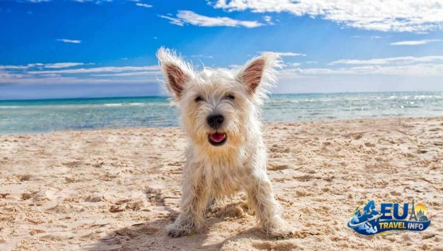 Getting Your Pup to the Italian Shore