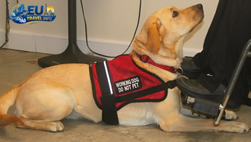 Getting the Paperwork Right dog