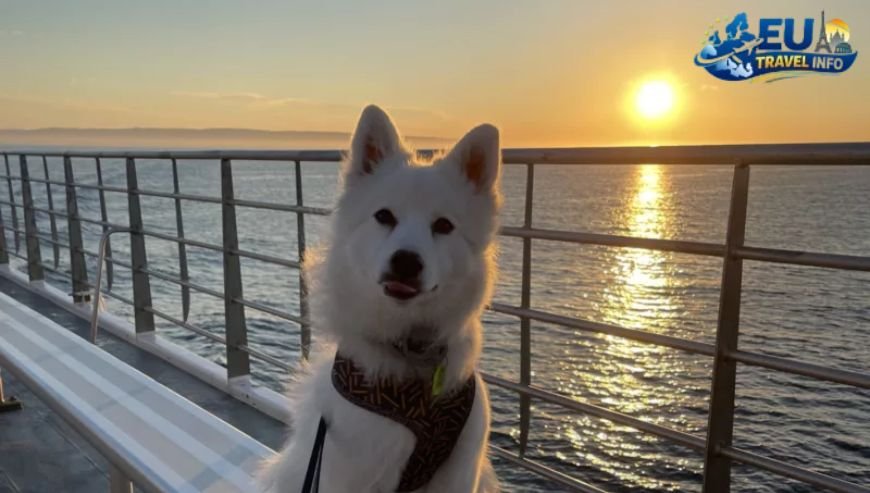 Getting to the Island The Ferry Experience dog