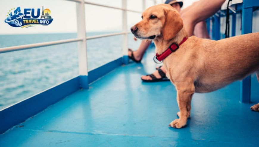 Getting to the Islands Ferries and Rules dog