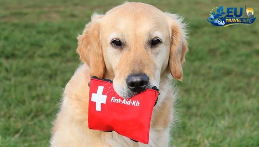 Gradually, Finally Safety and First Aid dog