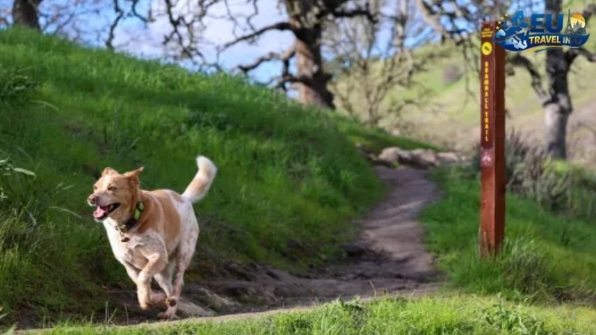 Green Spaces and Walking Paths dog