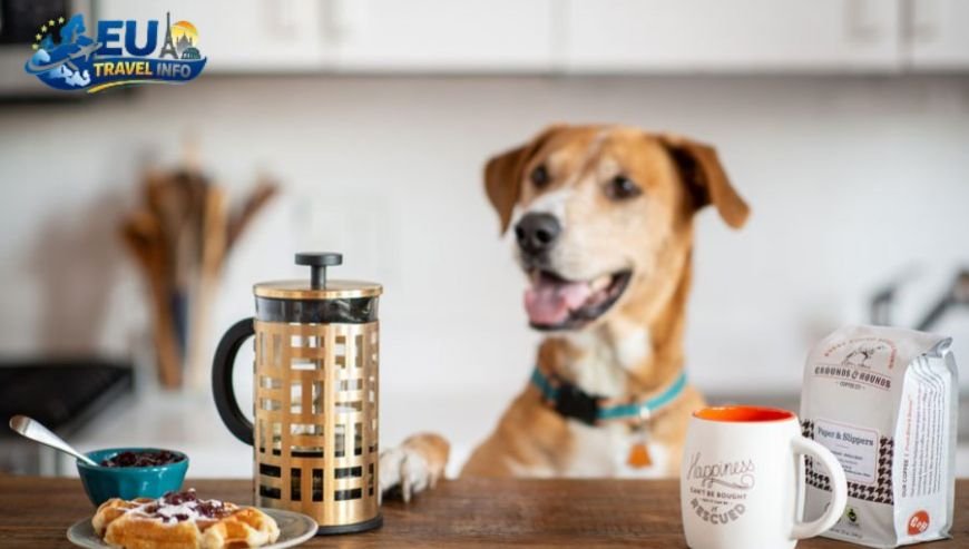 Ground Zero Specialty Coffee dog