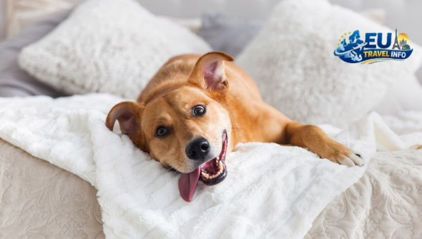 Guide to Dog Friendly Accommodations in France