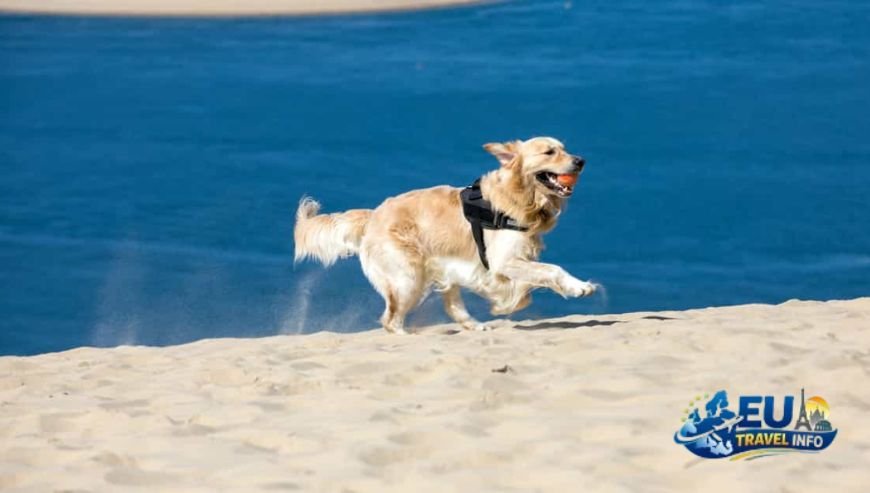 Guide to Dog Friendly Beaches in Southern France