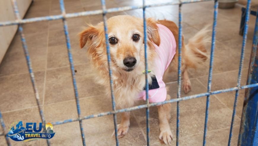 Guide to Dog Hotels and Kennels in Cyprus