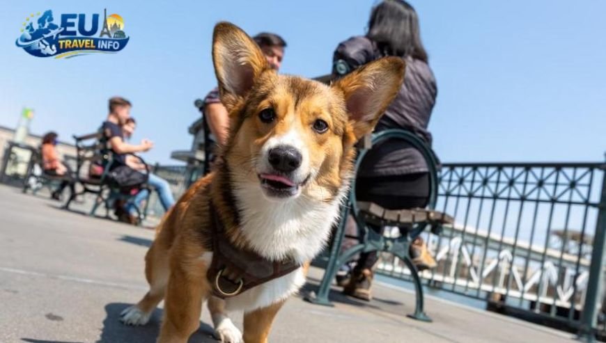 Hamburg The Port City Paradise dog