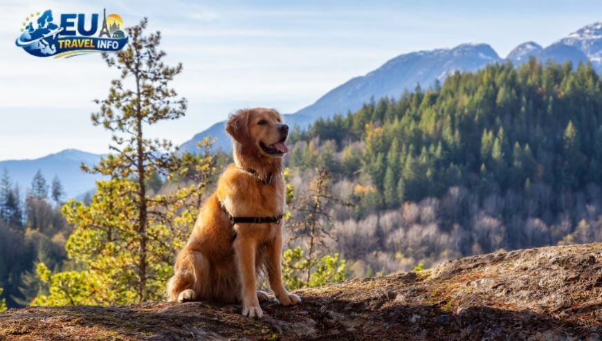 Heading Into The Mountains Near The Capital dog