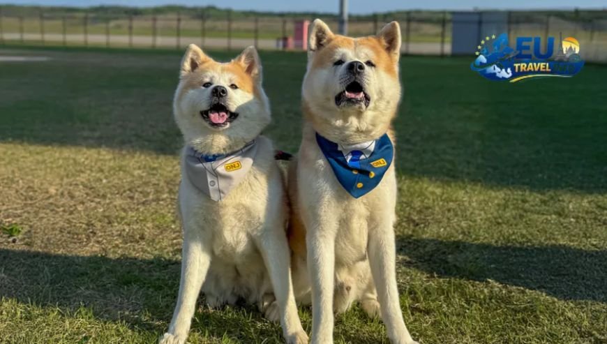 Heading North Sistiana and Duino dog