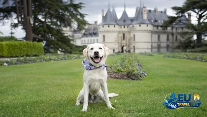 Heading South The Charm of Tours and the Loire Valley dog