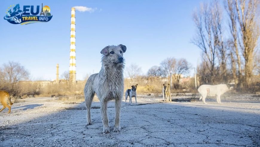Heading to Orhei The Heart of Moldova dog