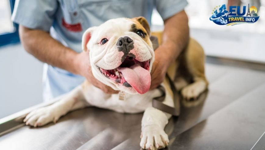 Health Requirements and Microchips dog