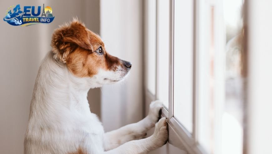 Health and Safety Concerns dog