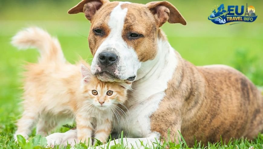 Health and Wellness Veterinary Care in Novi Sad dog