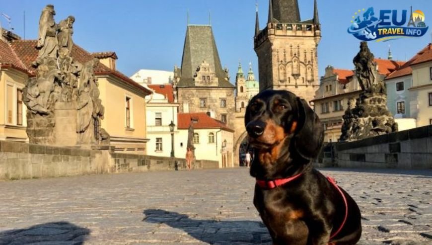 Hearty Czech Meals and Casual Pubs dog