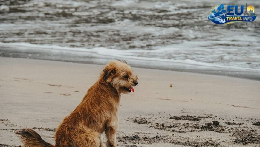 Hidden Gem Dog Friendly Beaches in Croatia