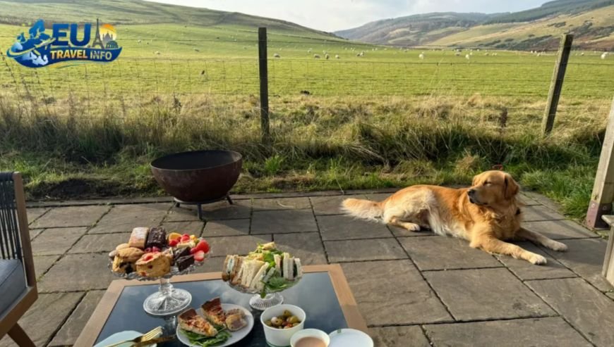 Hidden Hotel Gems in the Woods dog