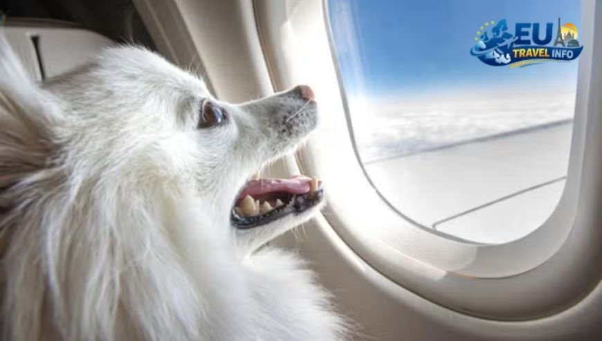High-Altitude Air Travel The Airline Maze dog