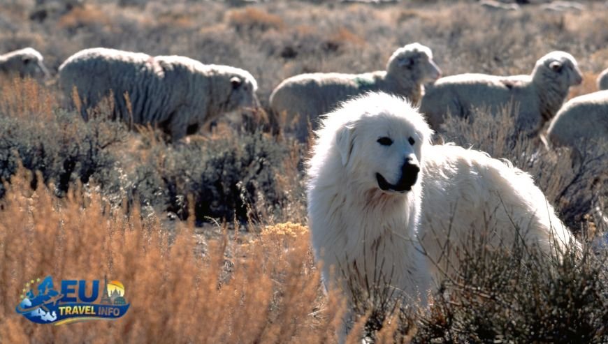 High Altitudes The French Alps dog