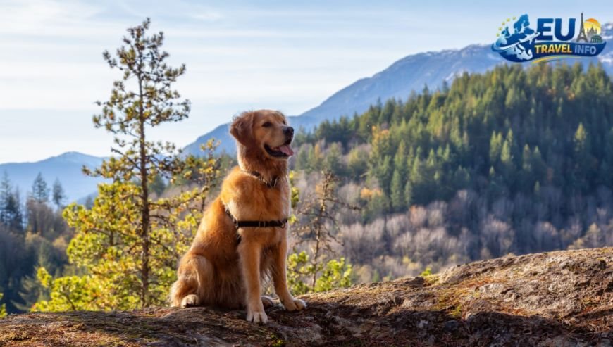 Hiking in the Mountains and Forests dog