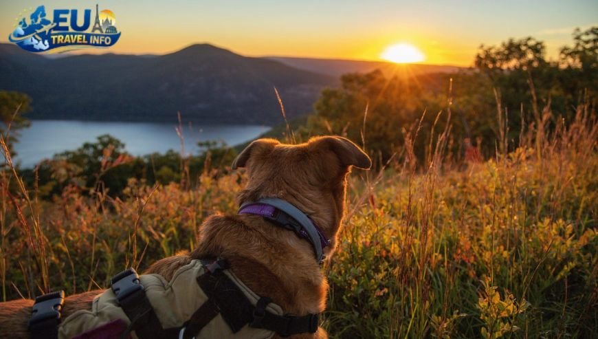 Hiking the Scenic Trails dog