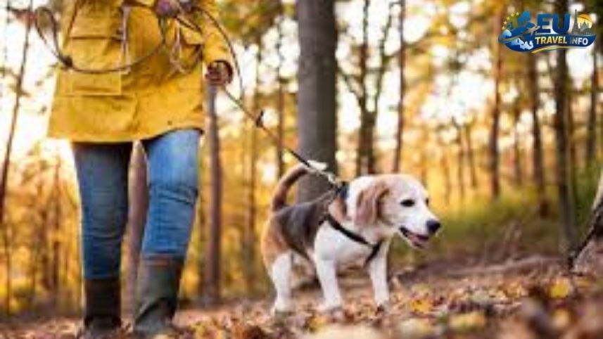 Hiking with Your Dog in the Vienna Woods dog