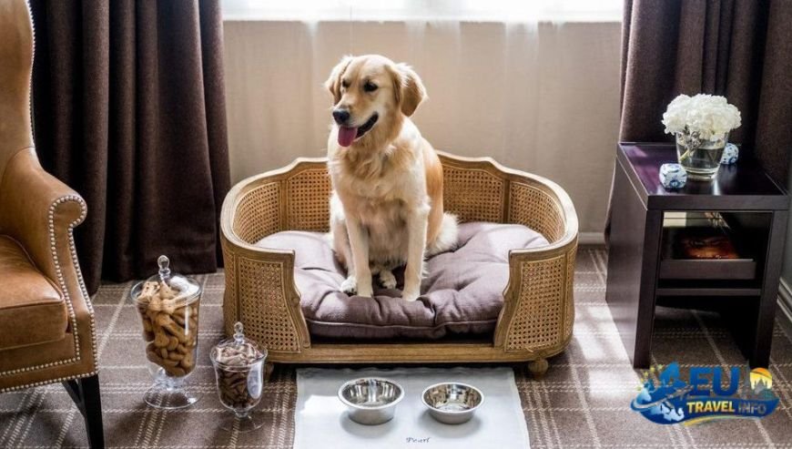 Hôtel l'Inattendu, Paris dog