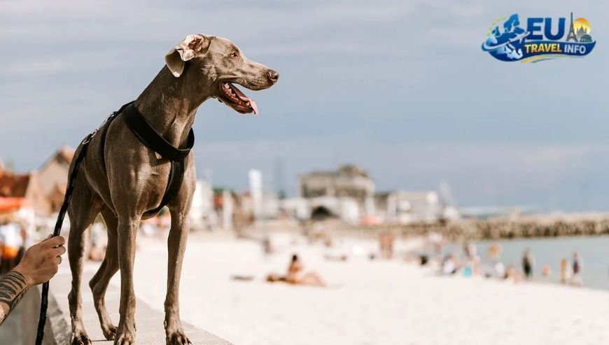 How Can I Take My Dog on Holiday to Portugal