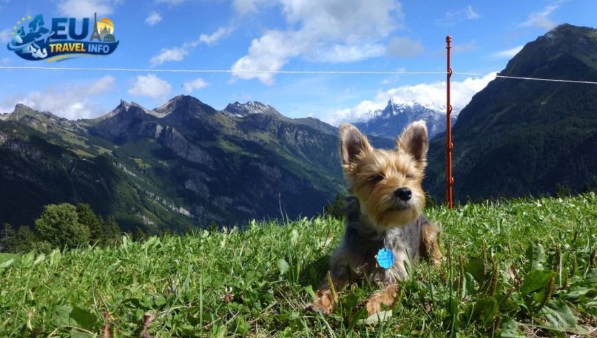 How Dog Friendly is Switzerland